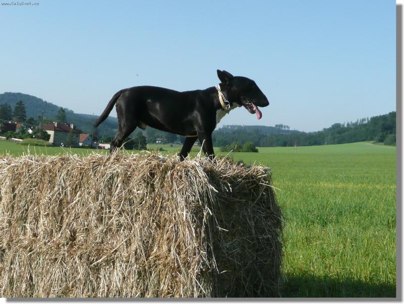 Foto: Profil-Ozzy