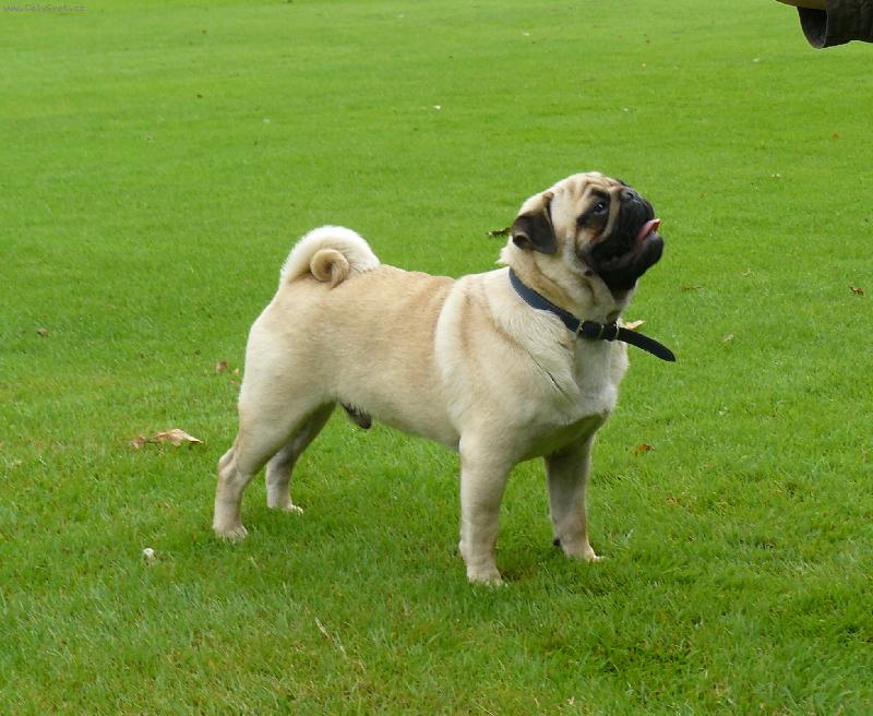 Foto: Better-Mops
