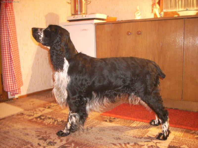 Foto: Archie