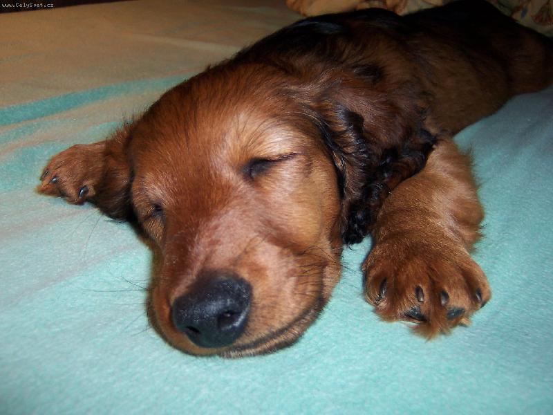 Foto: Benjie