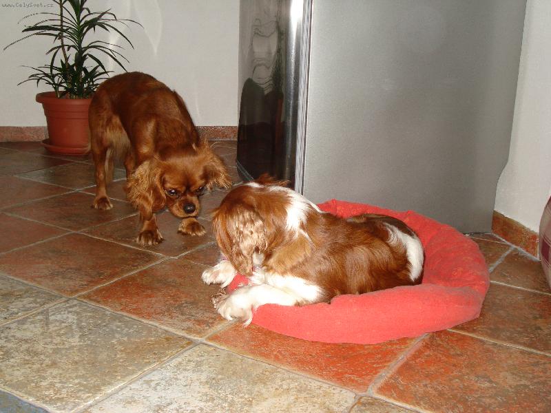Foto: Anet a Lily