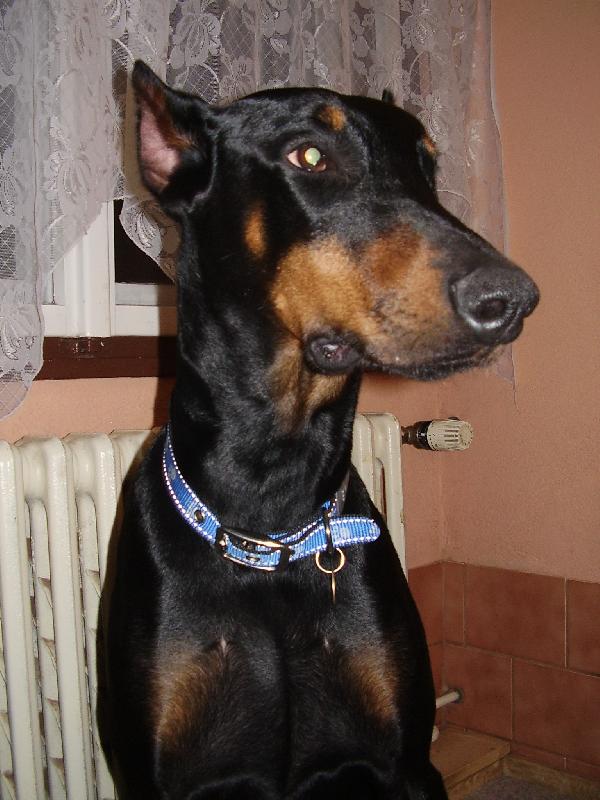 Foto: Dijo