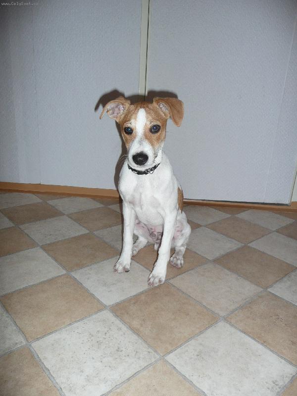 Foto: Shelby