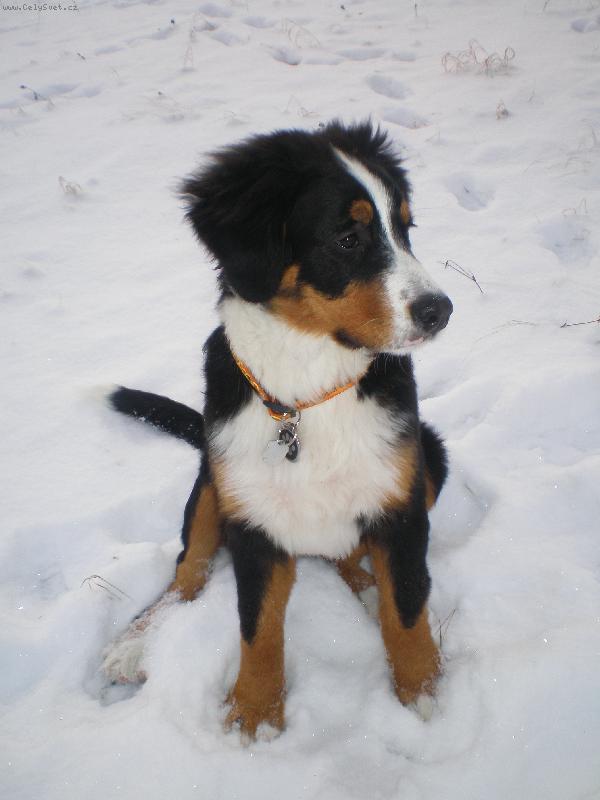 Foto: Ve sn�hu