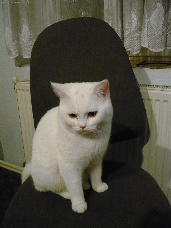 Foto: Buddy