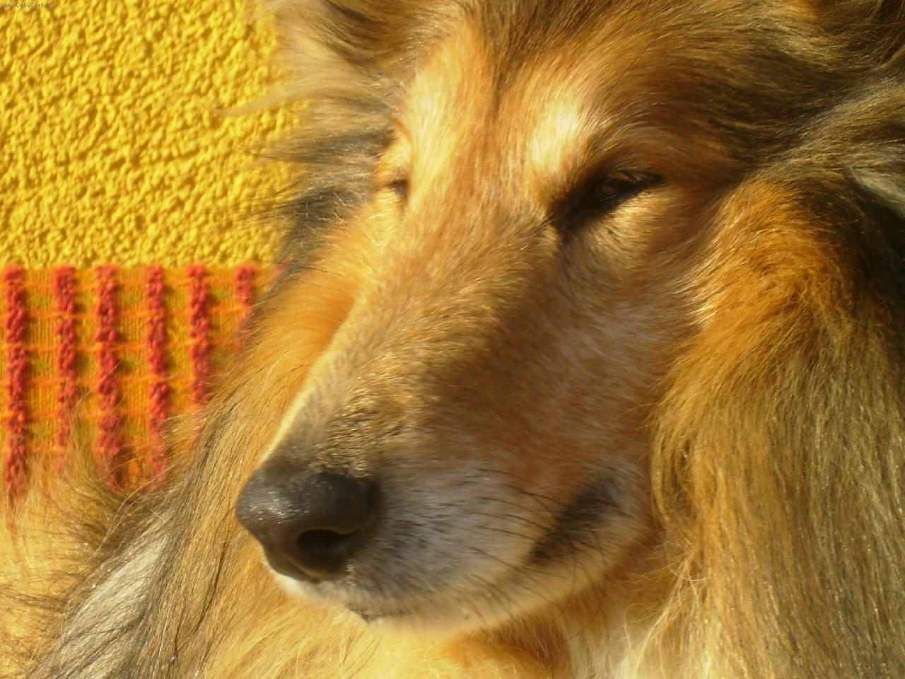 Foto: Goro