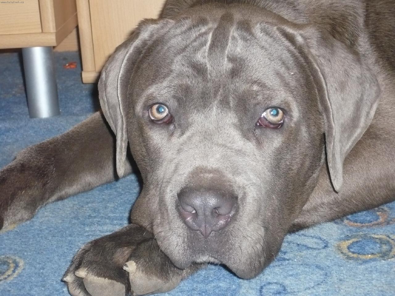 Foto: Bandog Assan