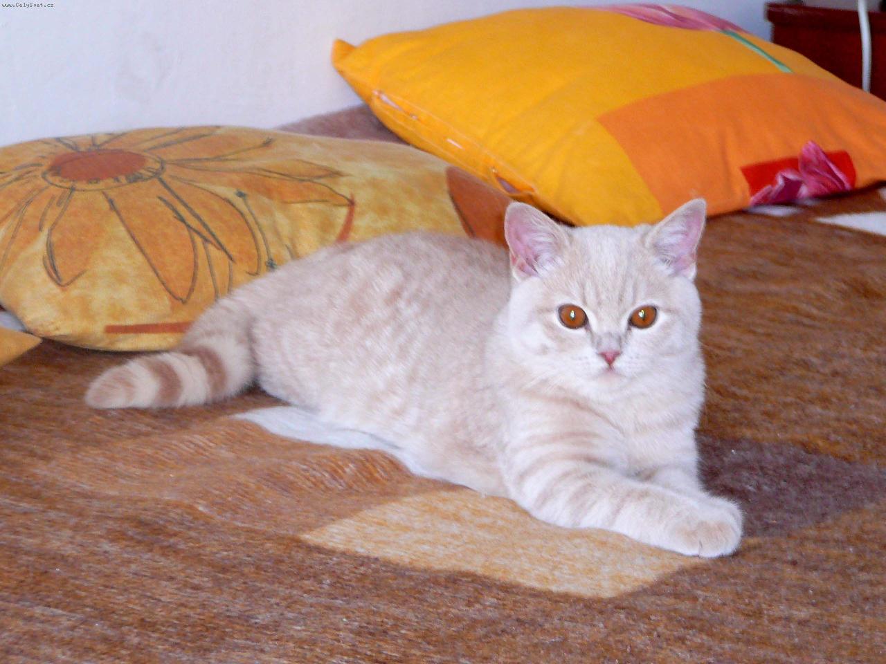 Foto: Timi