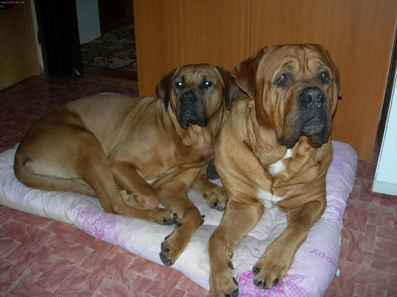 Foto: Tosinky