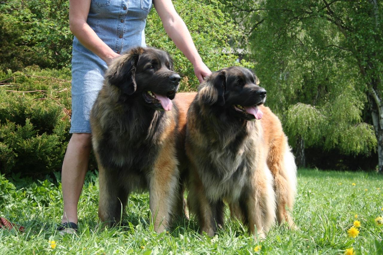 Foto: Darling Asson Ensson Bohemia a Bessy Ensson Bohemia-leonberger v l�t�