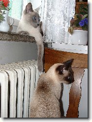 Siamsk� ko�ky