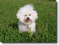 Andy z �erven�ch roklin