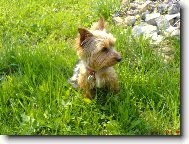 Muff�nek