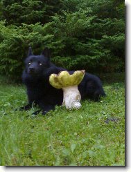 Belli Rudolfovsk� Sk�la