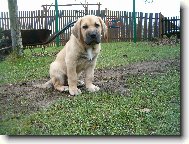 C�zar