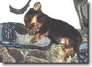 Sp�c� doga