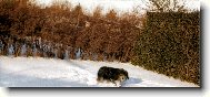 H�ja krasavec z Neratovic
