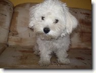 Monty