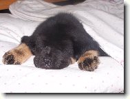 Pup�nek