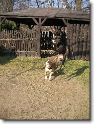 v�skok