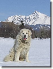 ORLICK� TALISMAN