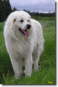ORLICK� TALISMAN