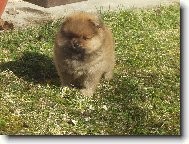 N�meck� �pic mal� - Gimmi Sandir�
