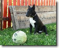 Ozzy a bal�n