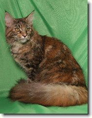 na�e �elvi�ka Catya p�lro�n�