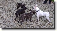 buldo�ci kamar�di