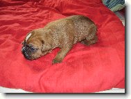 N� Arthur