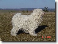 Puli b�l�
