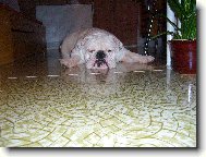 Monty n� �len