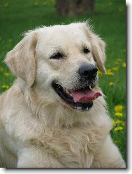 Golden retriever Britt - pampeli�ky