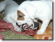 Morda v mord�