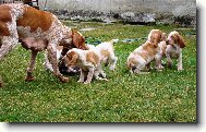 �t��ata Italsk�ho oha�e