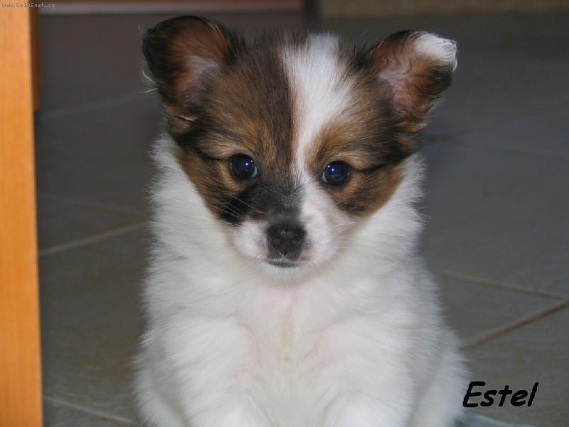 Foto: 6,5t�dne