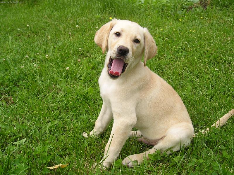 Foto: Apollo