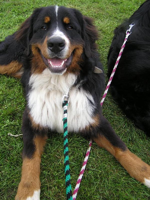 Foto: Apollo