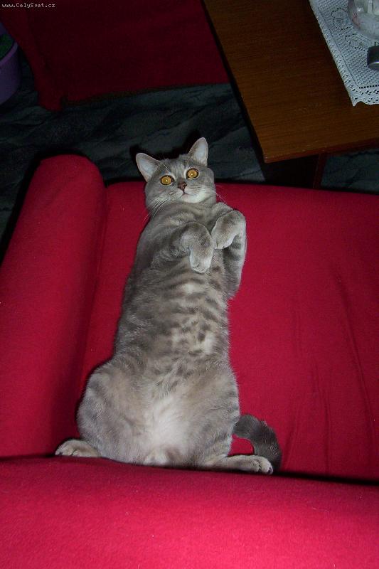 Foto: Chico