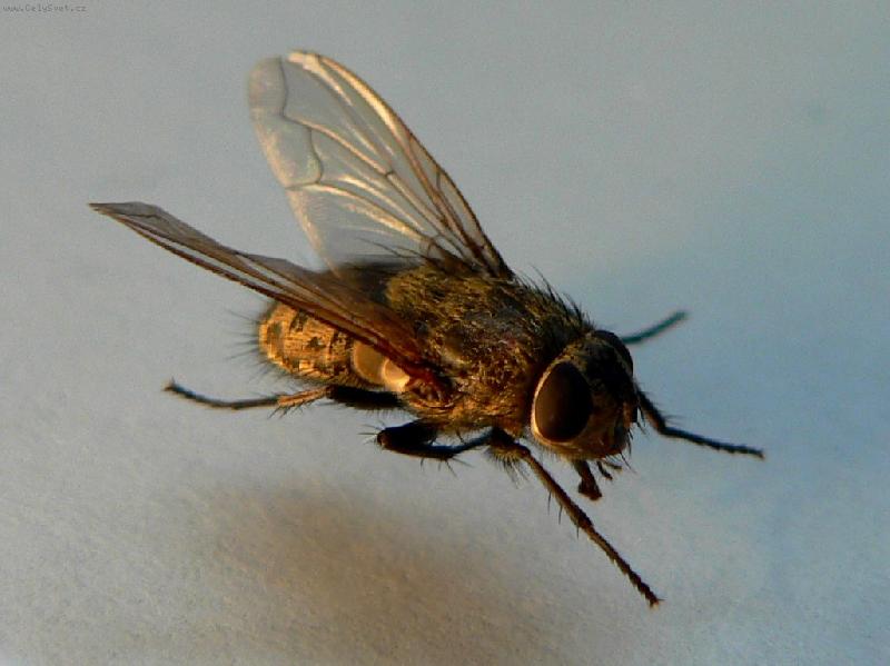 Foto: Flying fly