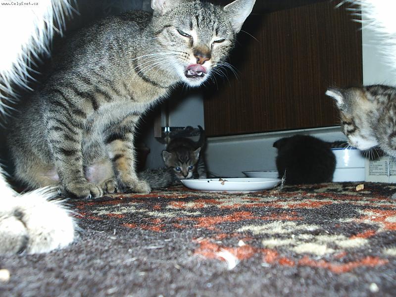 Foto: 666-Miss Maxi