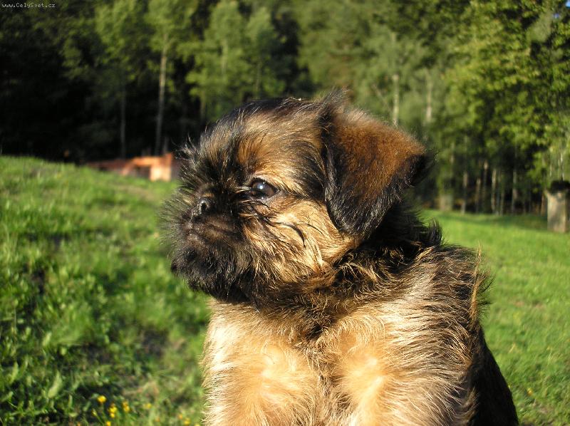 Foto: pejsek