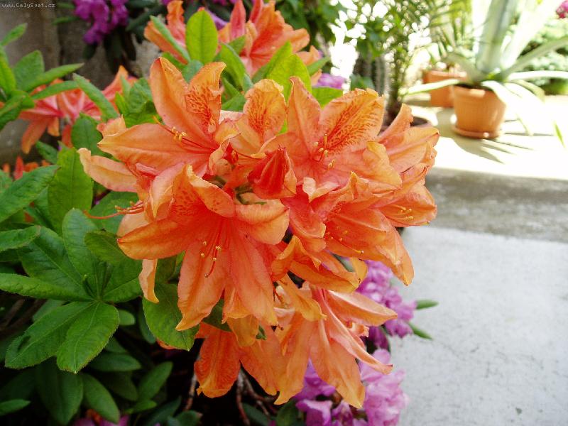 Foto: L�to