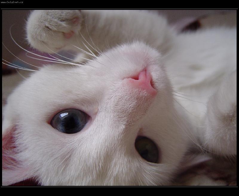 Foto: Kuk