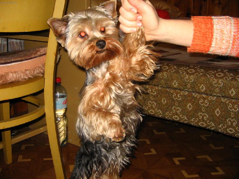 Foto: �ampion!!!!!!!!-Takhle se raduje kdy� m� p�epere... :o)