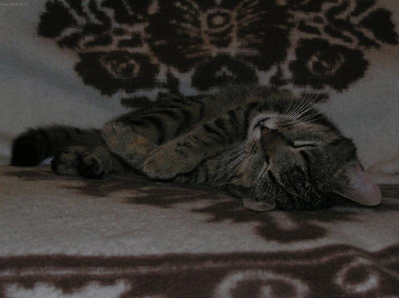 Foto: Jsem grogy...