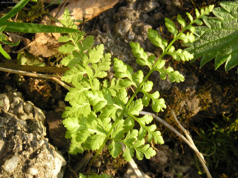 Foto: Kapradina