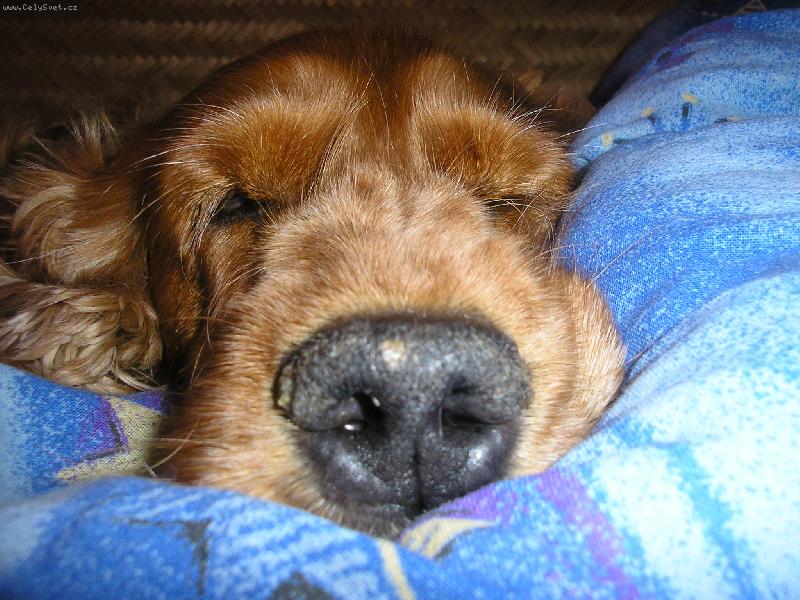 Foto: Doninka