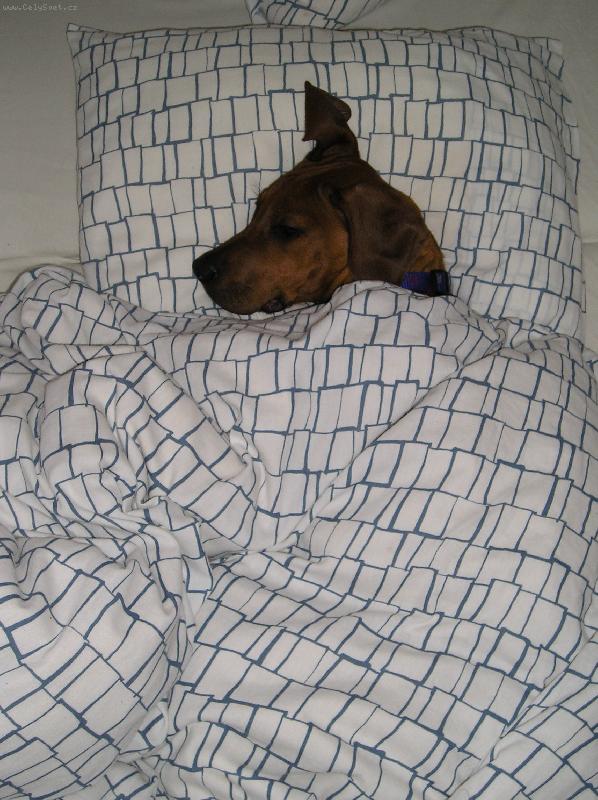 Foto: GOLDI